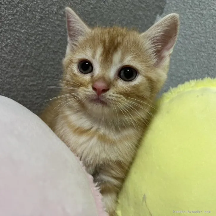 ID：2307-00640の子猫