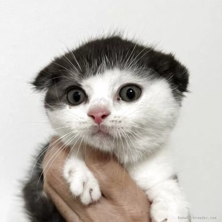 ID：2509-01140の子猫