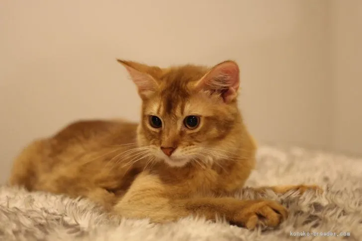 ID：1907-00301の子猫