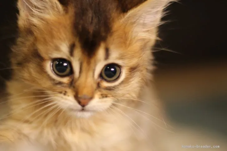 オリオン 様のお迎えした子猫