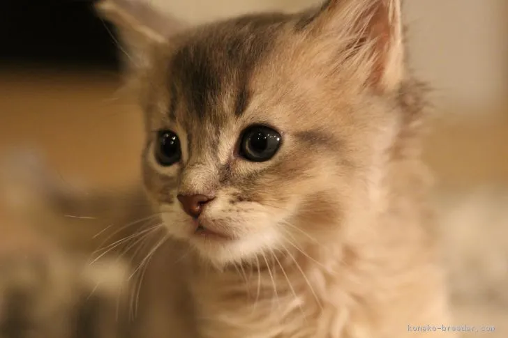 nyankostar 様のお迎えした子猫
