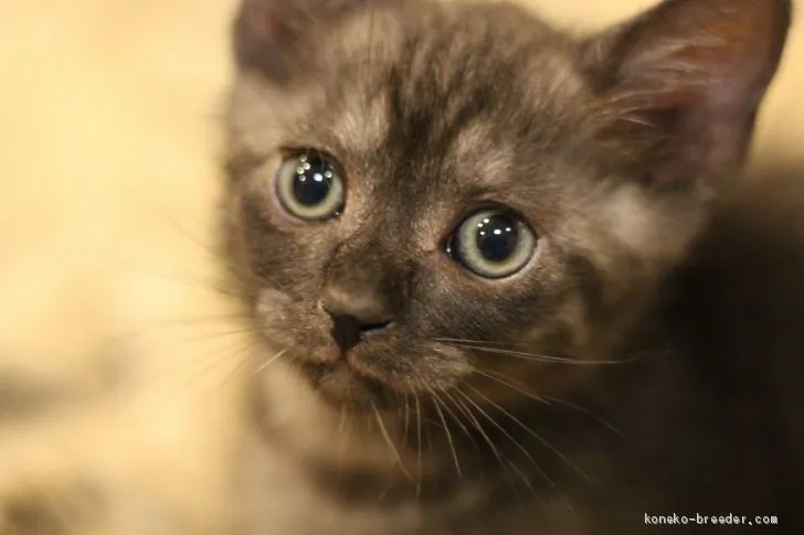 ID：2007-01506の子猫