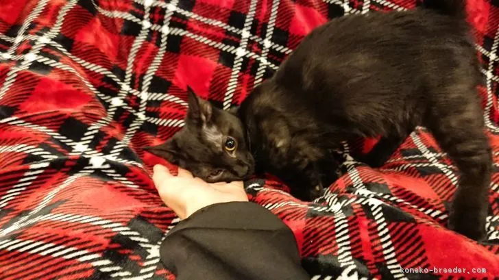 ID：1902-01044の子猫