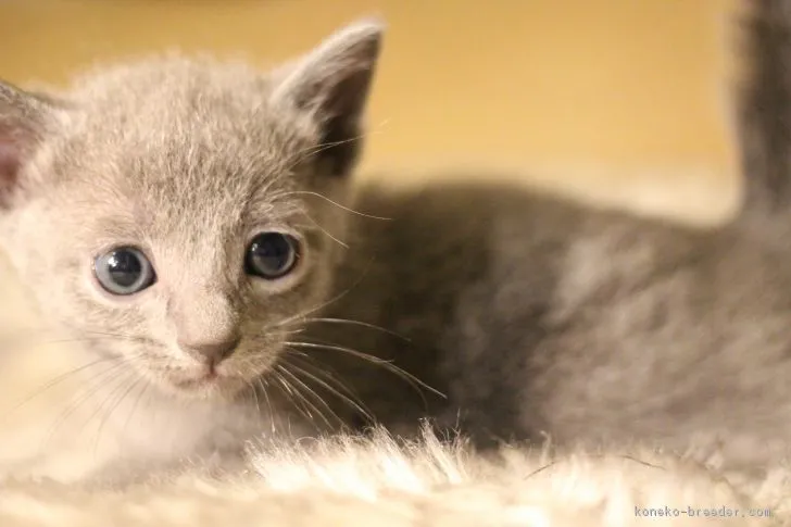 ソラ 様のお迎えした子猫