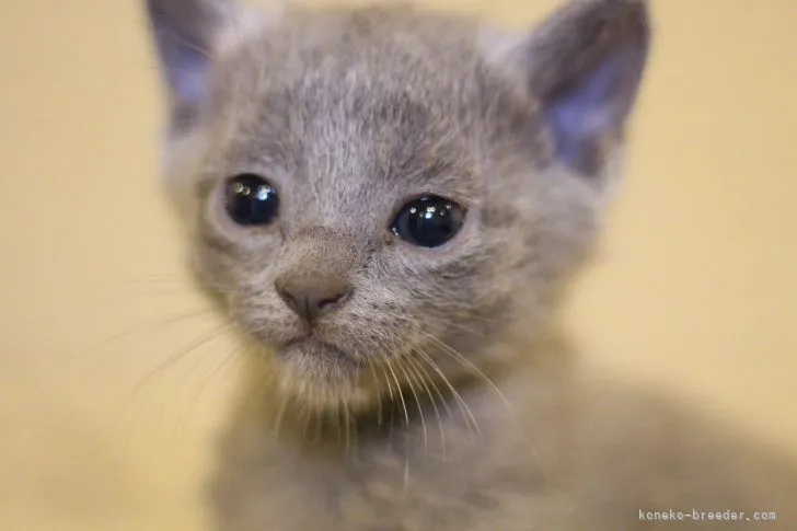 ID:2110-00915の子猫