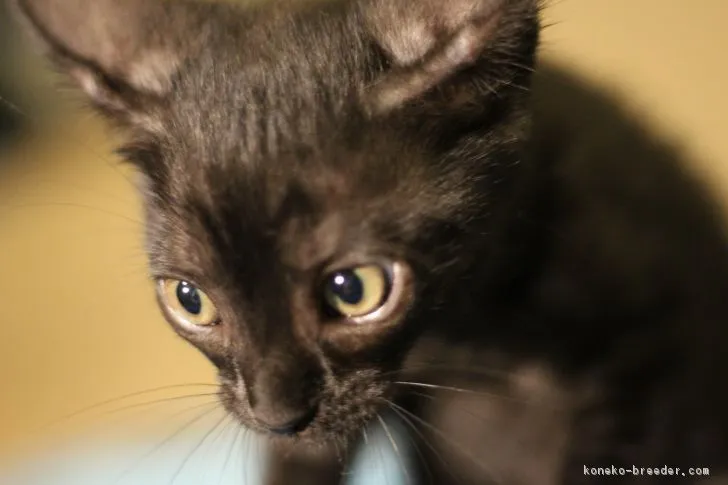 ID:1811-00972の子猫