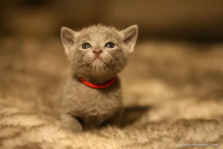 unagattabianca 様のお迎えした子猫