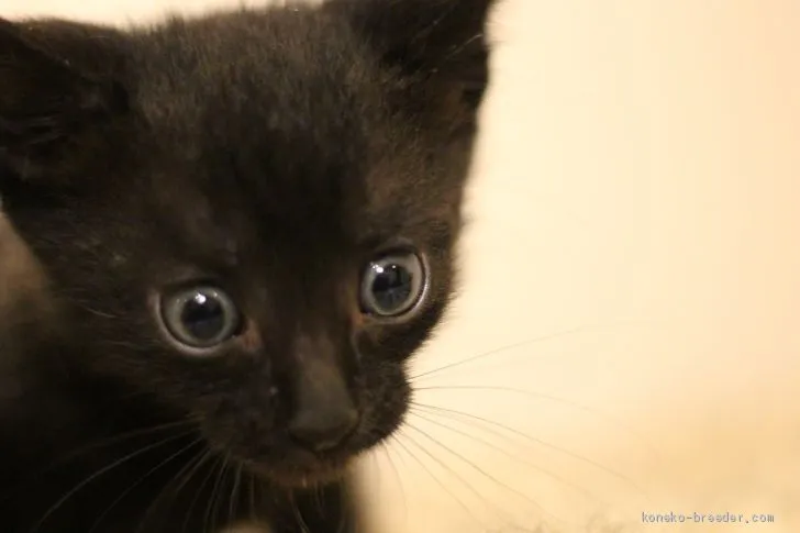 マコ 様のお迎えした子猫