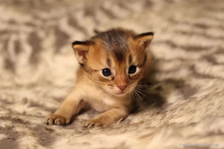 ID:1708-00700の子猫