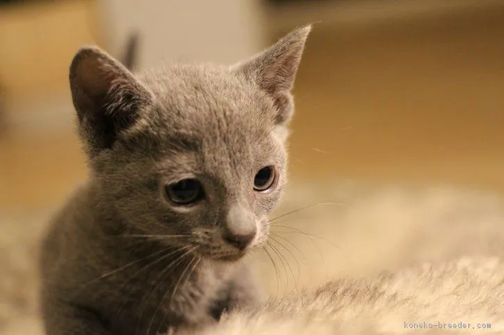 ID：1802-01006の子猫