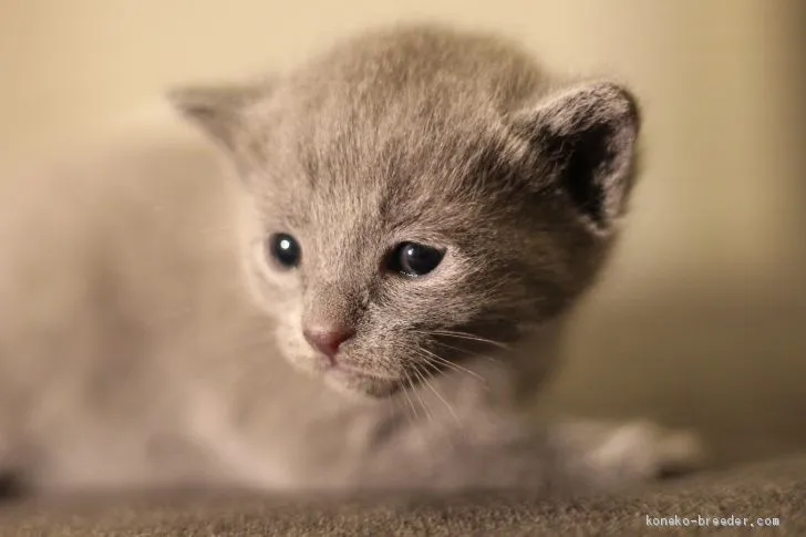 ID：1904-01327の子猫