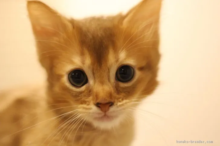 ID：1911-00040の子猫