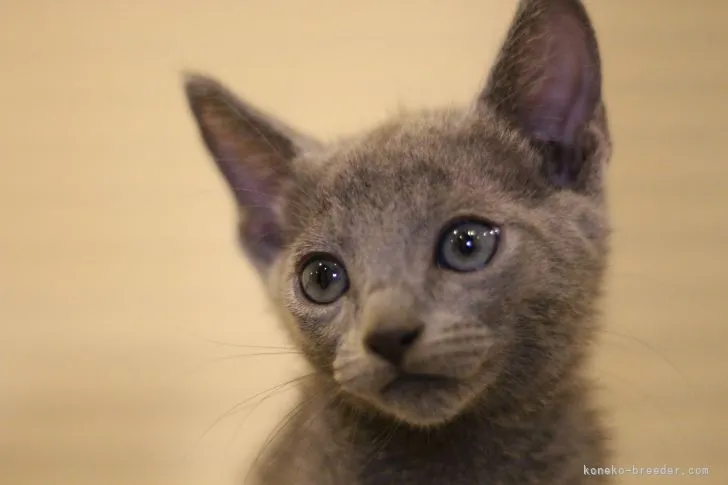 ID：2107-00440の子猫