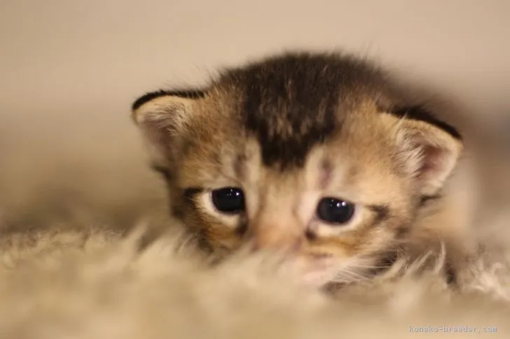 ID：1808-00423の子猫