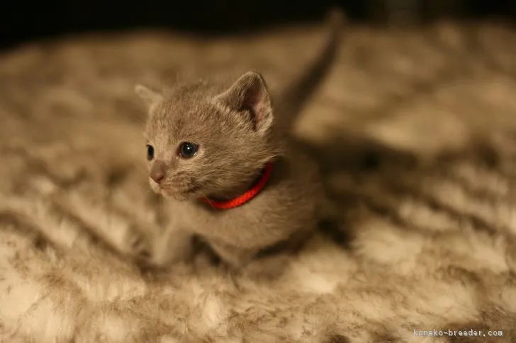 suzuki 様のお迎えした子猫