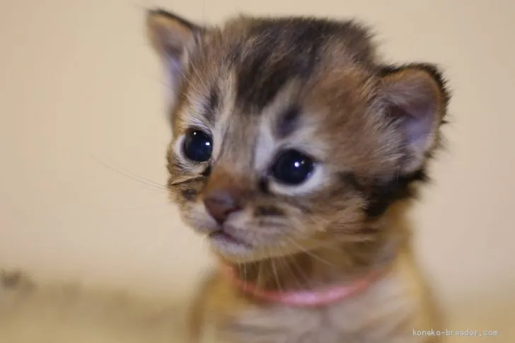 ID:2012-01601の子猫