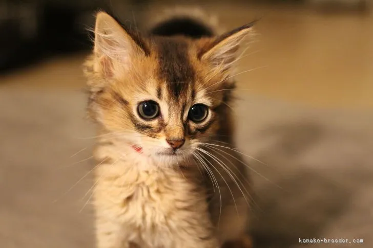 ID：1708-00698の子猫