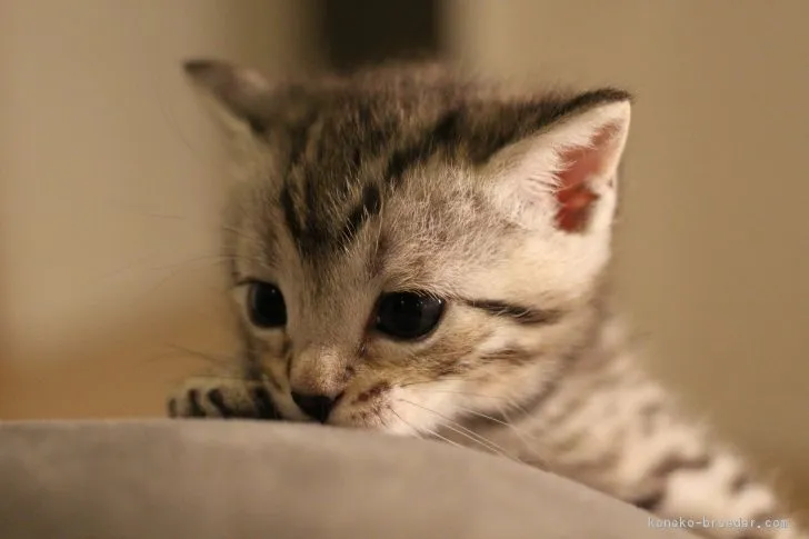 麦の香り 様のお迎えした子猫
