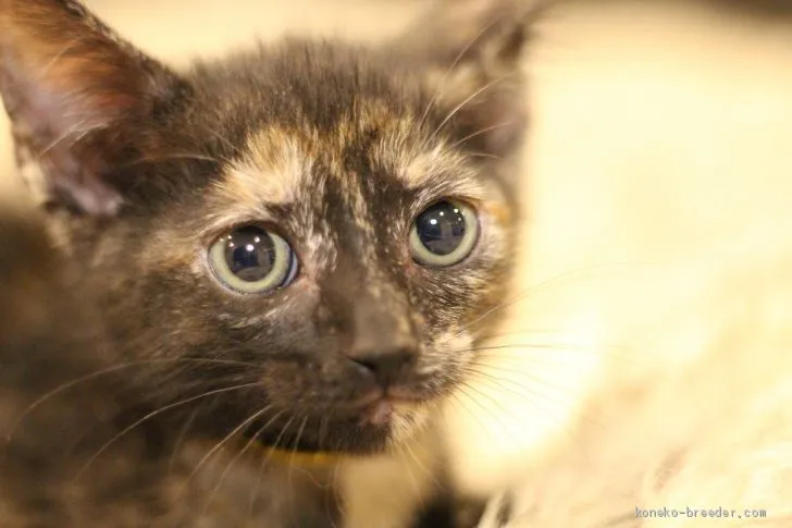あおい 様のお迎えした子猫