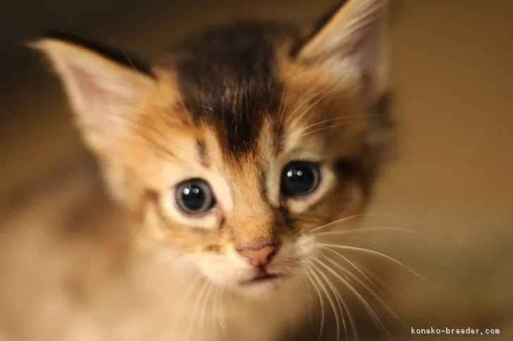 ID：1811-00121の子猫