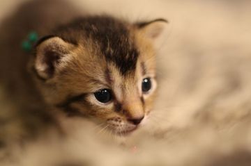 ソマリ×ロシアンブルー【千葉県・男の子・2018年7月25日・ルディ】の写真「超絶かわいい男の仔☆彡」
