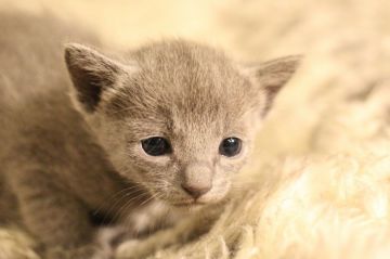 ロシアンブルー【千葉県・女の子・2018年4月9日・ブルー】の写真「パパはICCダブルチャンピオン☆彡」