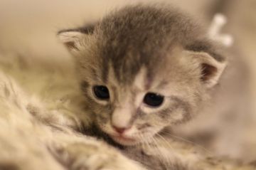 ソマリ×ロシアンブルー【千葉県・女の子・2018年7月25日・ブルー】の写真「超絶かわいい女の仔☆彡」