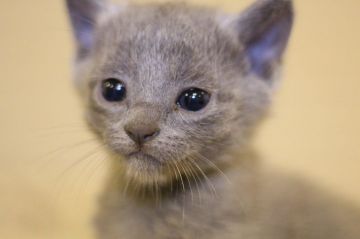 ロシアンブルー【千葉県・女の子・2021年9月16日・ブルー】の写真「とてもかわいく育ってます」