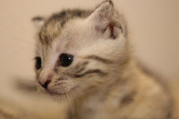 マンチカン(短足)【千葉県・女の子・2020年3月25日・シルバータビー】の写真「超短足☆甘ったれな女の仔」