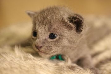ロシアンブルー【千葉県・男の子・2018年4月9日・ブルー】の写真「パパはICCダブルチャンピオン☆彡」