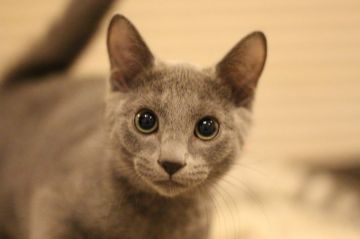 ロシアンブルー【千葉県・女の子・2021年10月19日・ブルー】の写真「綺麗なシルバーカラーと綺麗なグリーンの目です」