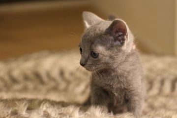 ロシアンブルー【千葉県・女の子・2017年10月16日・ブルー】の写真「パパはICCダブルチャンピオン☆彡」