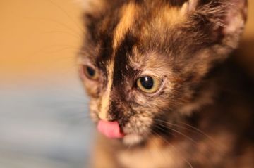マンチカン(短足)【千葉県・女の子・2018年10月13日・トーティーシェル】の写真「社交的で静かな女の仔☆彡」