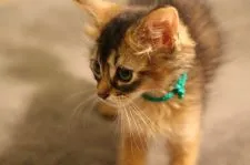 ソマリ【千葉県・女の子・2017年7月23日・ルディ】の写真1「9月29日撮影」