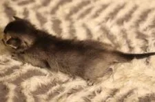 ソマリ×ロシアンブルー【千葉県・女の子・2018年7月25日・ルディ】の写真2