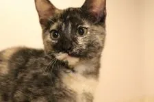 マンチカン(短足)【千葉県・女の子・2020年6月7日・トーティシェル】の写真2「9/12撮影」