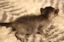 ソマリ×ロシアンブルー【千葉県・女の子・2018年7月25日・ルディ】の写真3