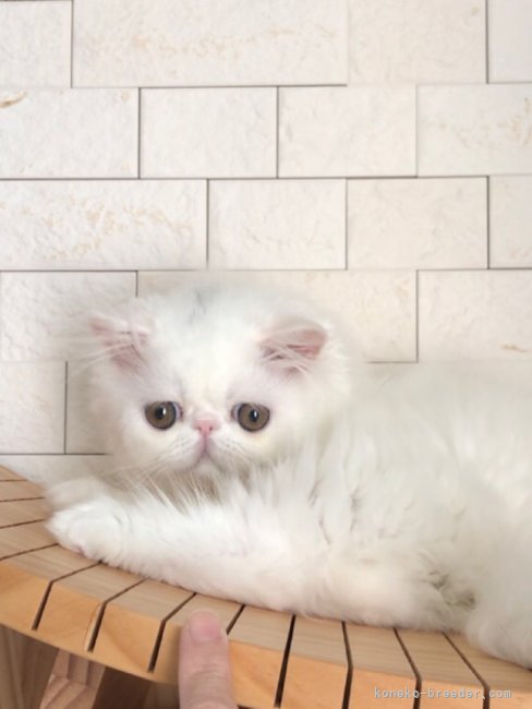 2025.05.07 cattery 生まれbaby｜森本　善房(もりもと　よしふさ)ブリーダー(和歌山県・エキゾチックショートヘア・CFA登録)の紹介写真3