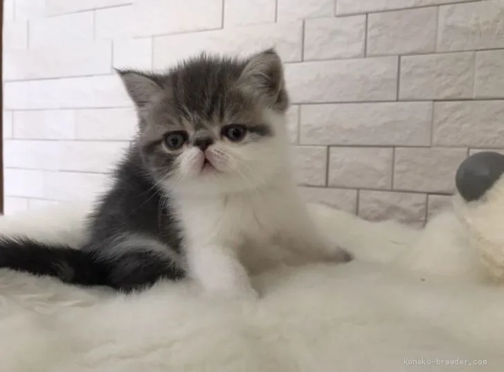 ID：1906-00872の子猫