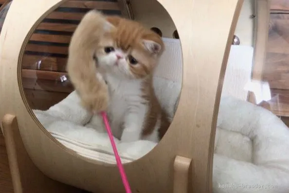 ID:2005-01986の子猫