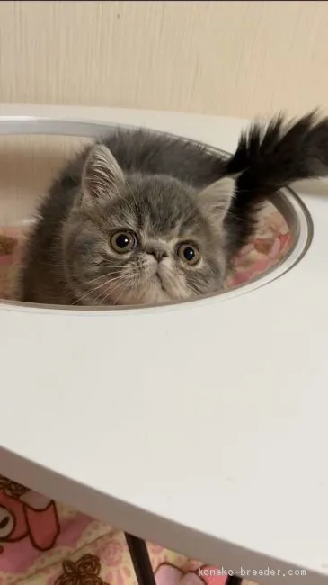 ID：2004-00104の子猫