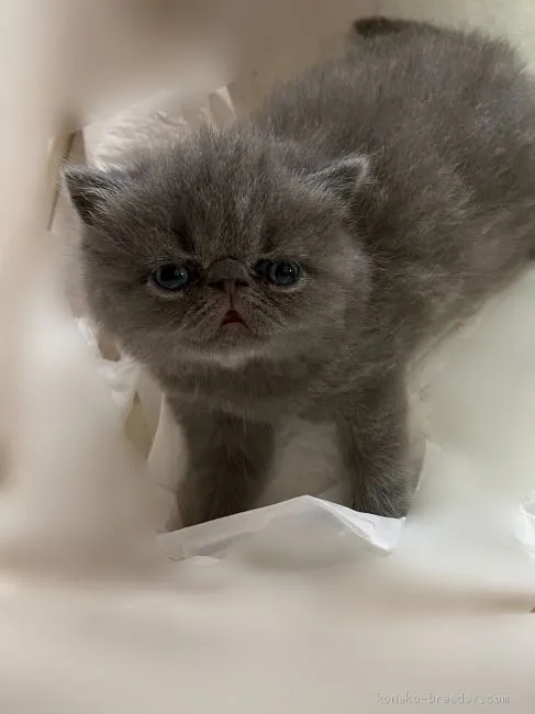 ID：2004-00107の子猫