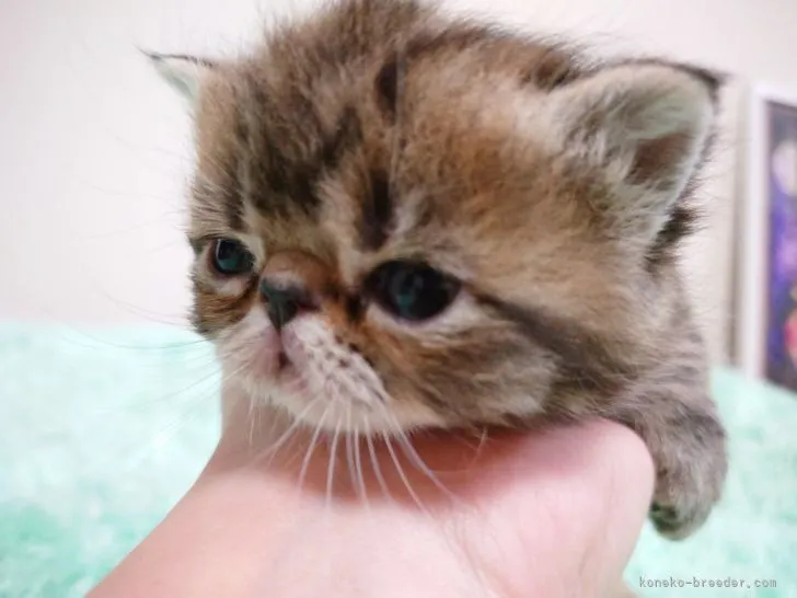きいちゃん 様のお迎えした子猫