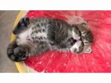 エキゾチックショートヘア【和歌山県・男の子・2021年5月13日・ブラウンマッカレルタビー】の写真1