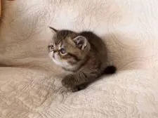 エキゾチックショートヘア【和歌山県・男の子・2021年5月13日・ブラウンマッカレルタビー】の写真2