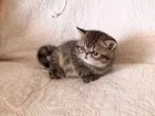 エキゾチックショートヘア【和歌山県・男の子・2021年5月13日・ブラウンマッカレルタビー】の写真3