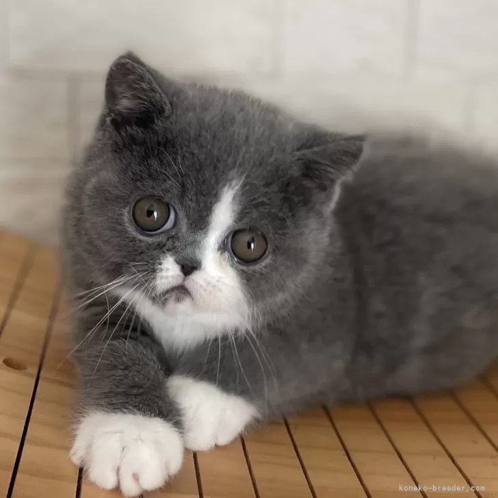 M 様のお迎えした子猫