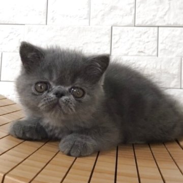 エキゾチックショートヘア【和歌山県・男の子・2025年5月14日・ブルーソリッド】の写真「元気の良い可愛い男の子です」
