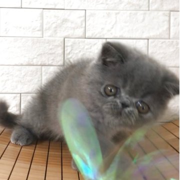 エキゾチックショートヘア【和歌山県・男の子・2025年5月14日・ブルーソリッド】の写真「人懐っこい甘えたの男の子。」