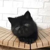エキゾチックショートヘア